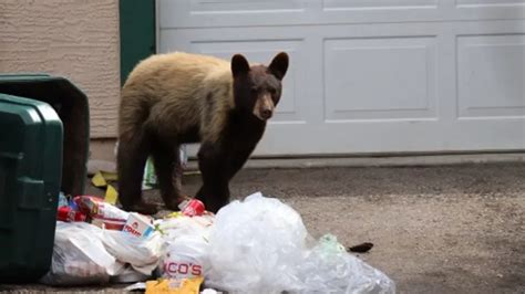 Una muerte ‘triste y horrible’ para un oso hambriento cuyos intestinos quedaron bloqueados por basura